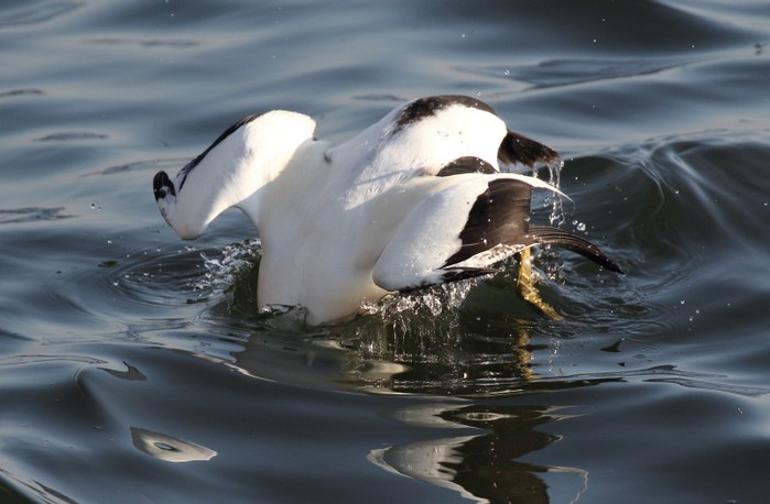 Eider