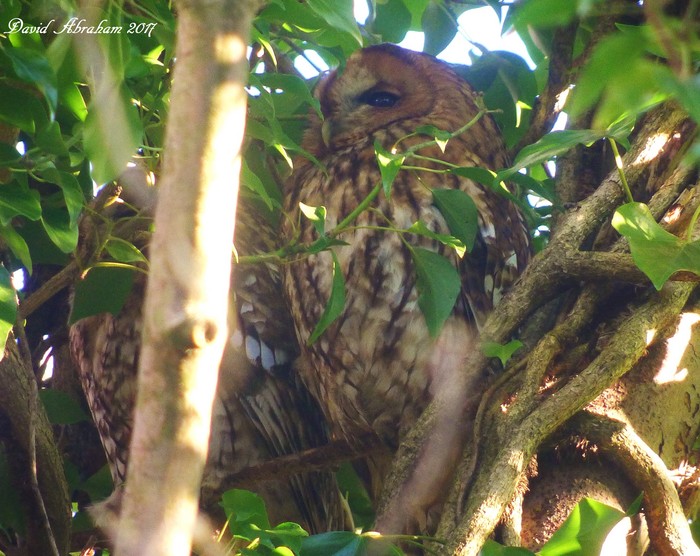 Tawny Owl