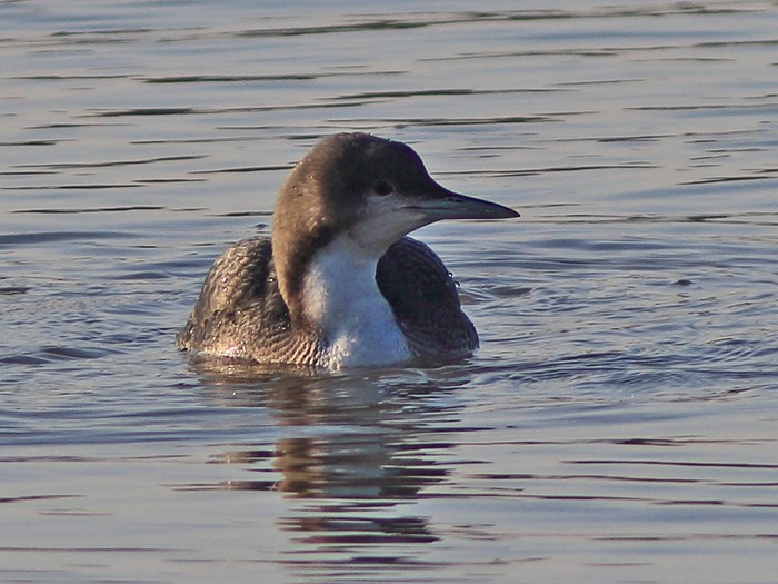 Pacific Diver