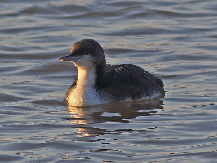 Pacific Diver