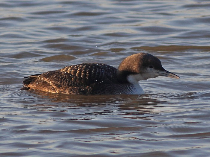 Pacific Diver