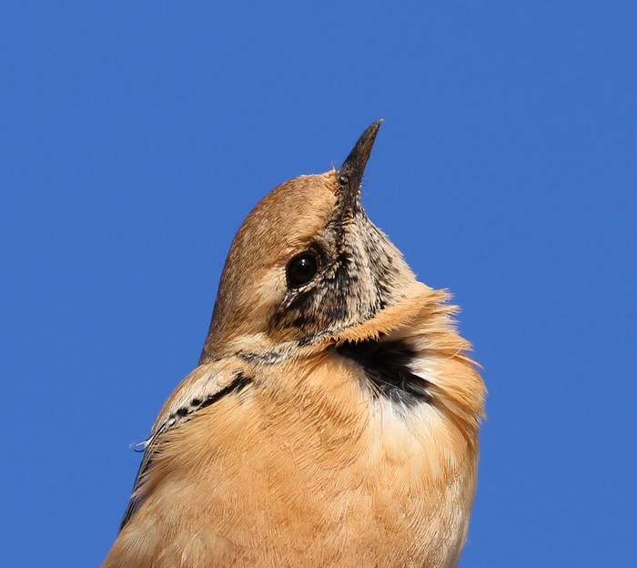 Desert Wheatear