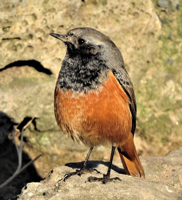 Eastern Black Redstart