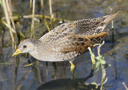 Spotted Crake