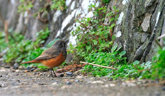 Eastern Black Redstart