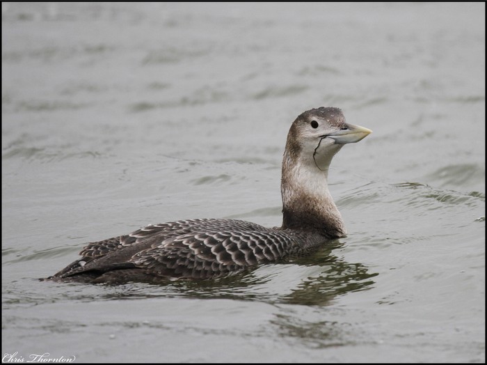 White-billed Diver