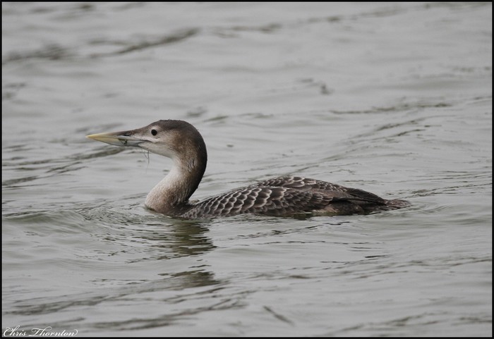 White-billed Diver