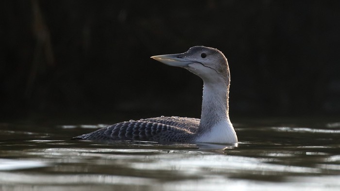 White-billed Diver
