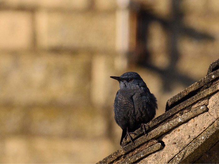 Blue Rock Thrush