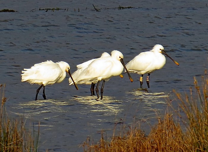 Spoonbill