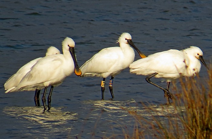Spoonbill