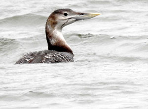 White-billed Diver