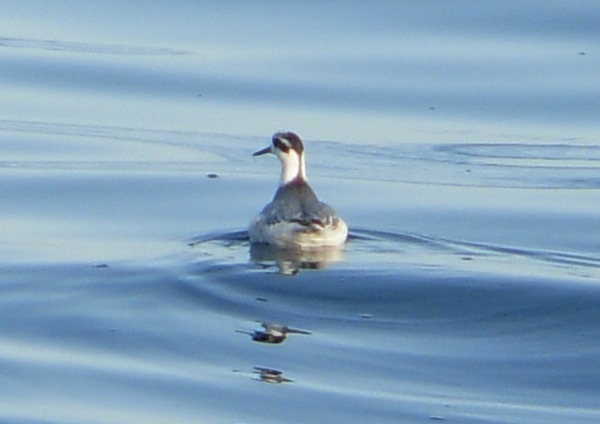 Grey Phalarope