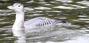 White-billed Diver