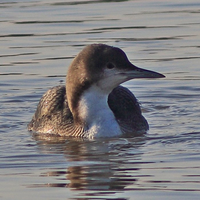 Pacific Diver