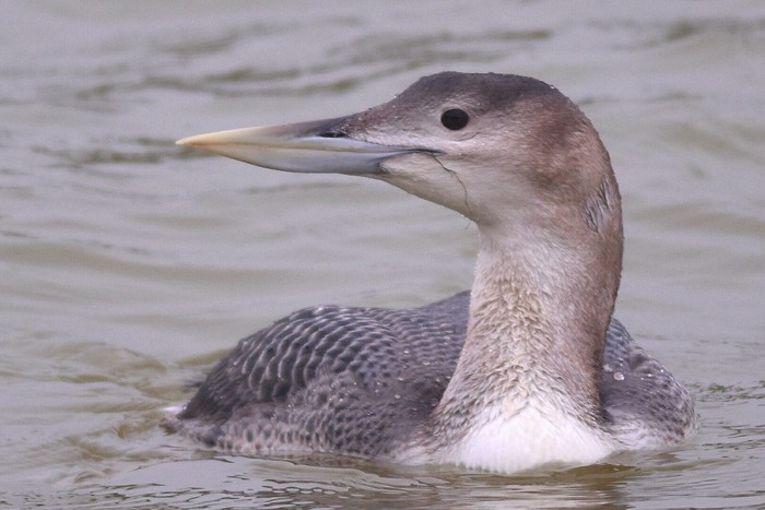 White-billed Diver