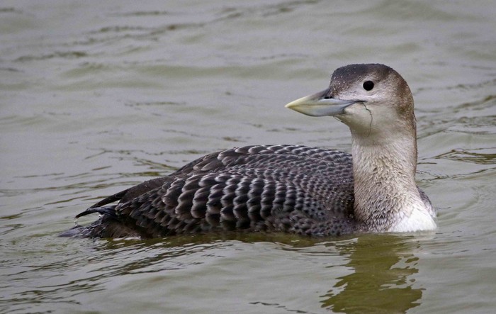 White-billed Diver