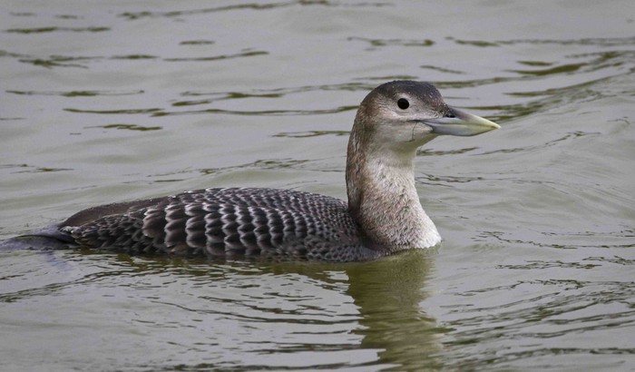 White-billed Diver