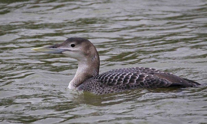 White-billed Diver