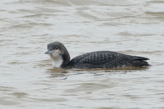 Pacific Diver