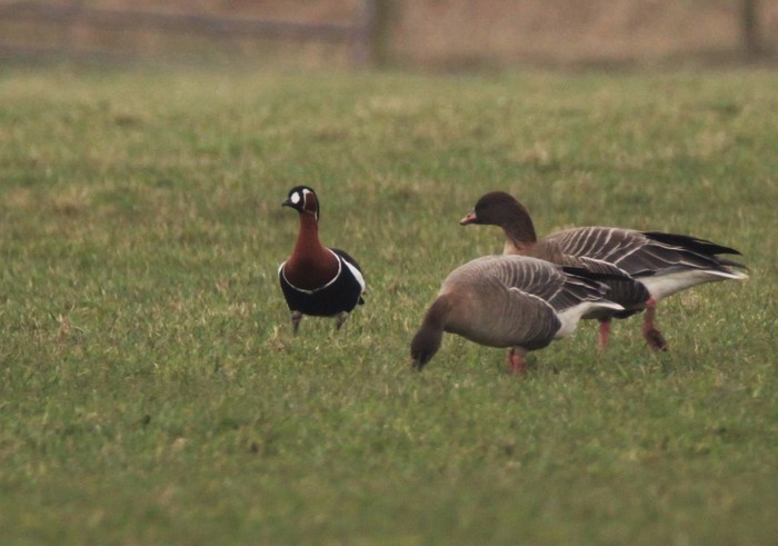 Red-breasted Goose