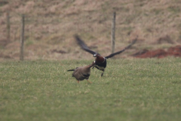 Red-breasted Goose
