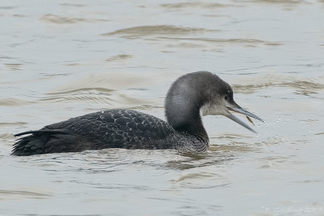 Pacific Diver