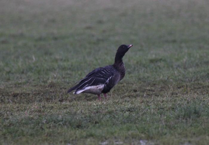 Pink-footed Goose