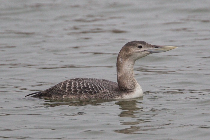 White-billed Diver