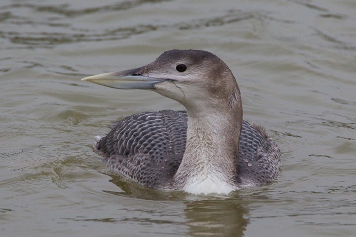 White-billed Diver