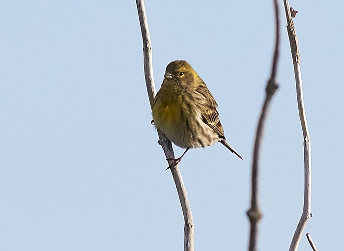 Serin