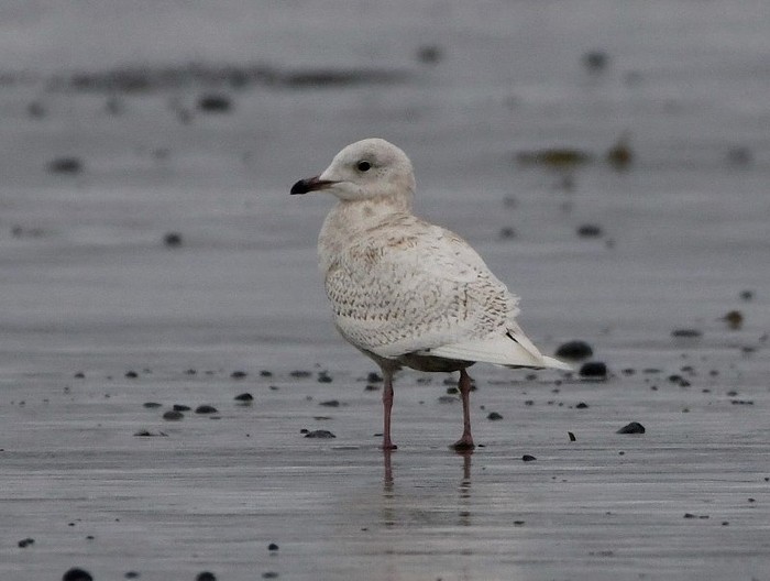 Iceland Gull
