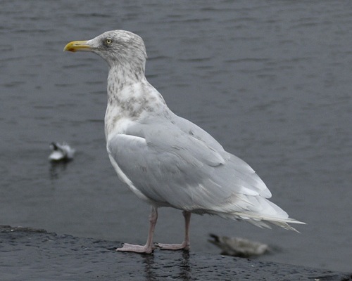 Glaucous Gull