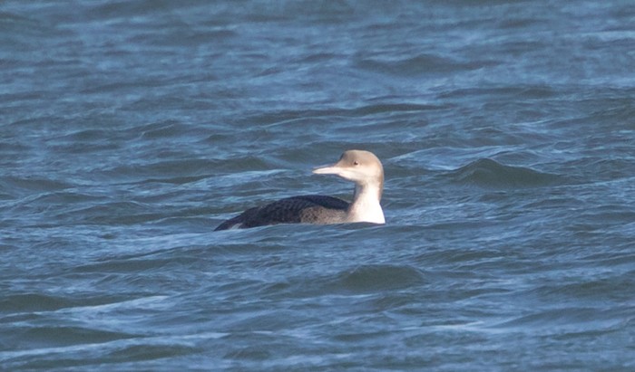 Black-throated Diver