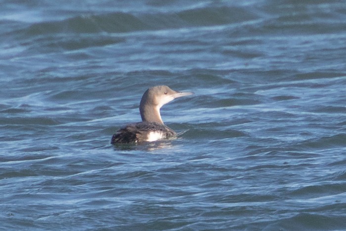 Black-throated Diver