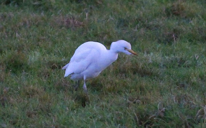 Cattle Egret