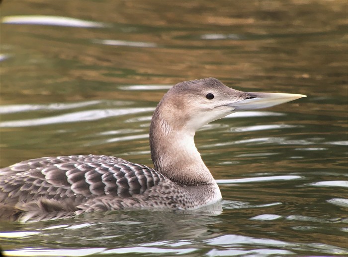 White-billed Diver