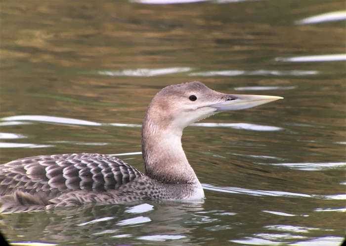 White-billed Diver