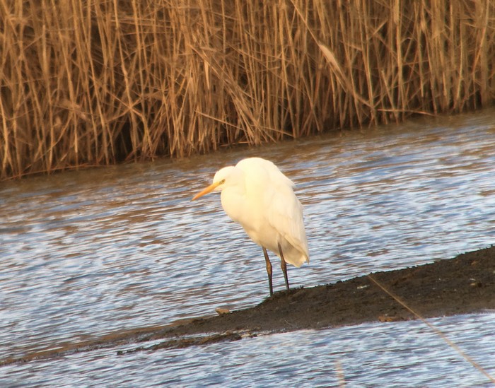 Great White Egret