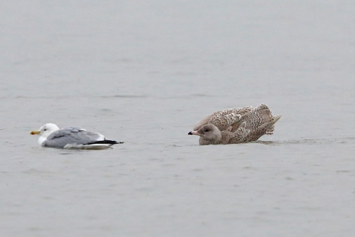Glaucous Gull