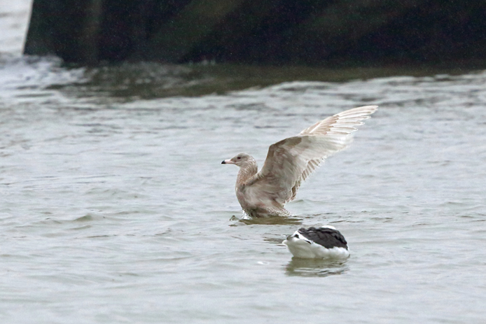 Glaucous Gull