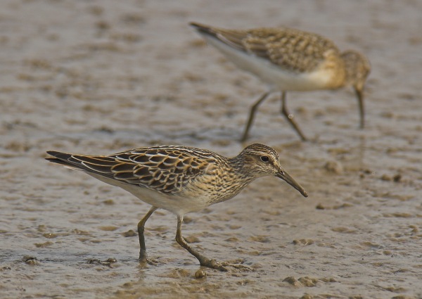 Pectoral Sandpiper