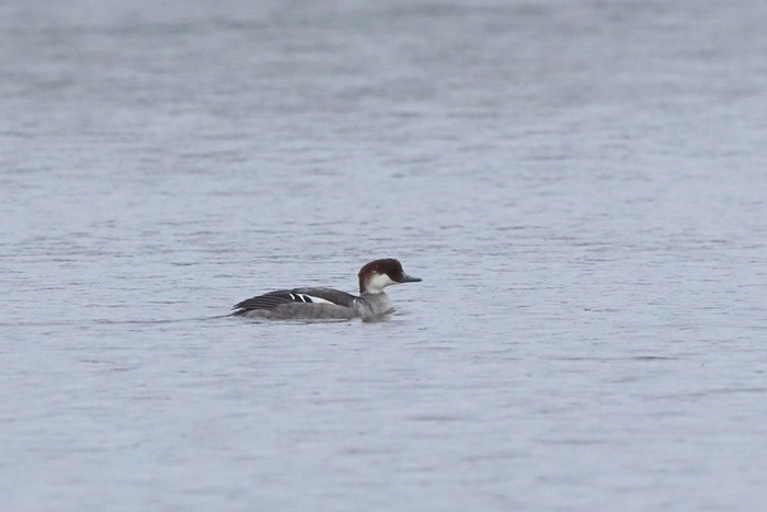 Smew