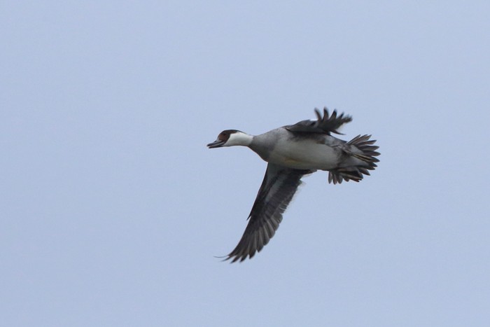 Smew