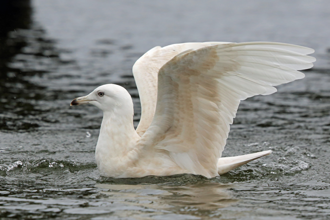 Iceland Gull
