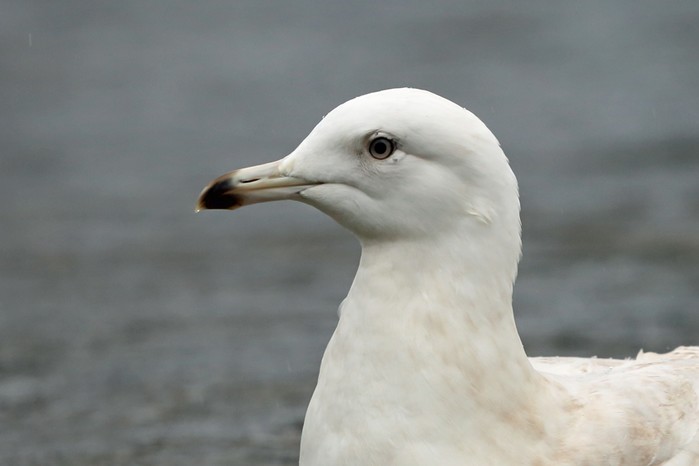 Iceland Gull