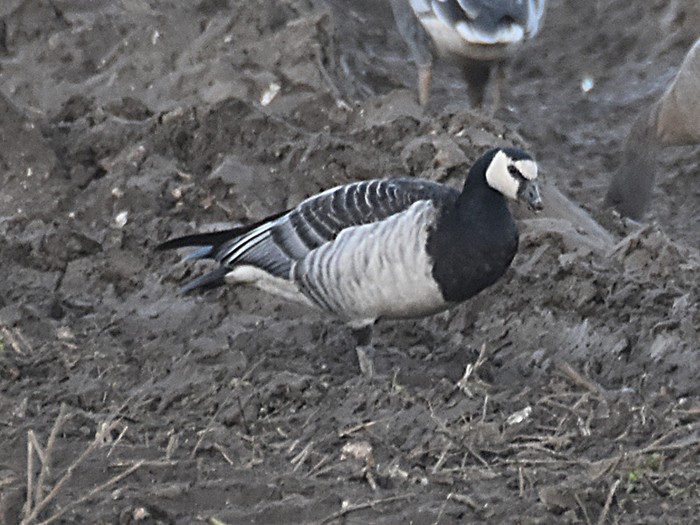 Barnacle Goose