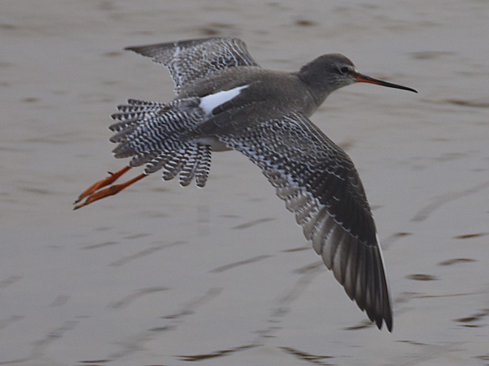 Spotted Redshank