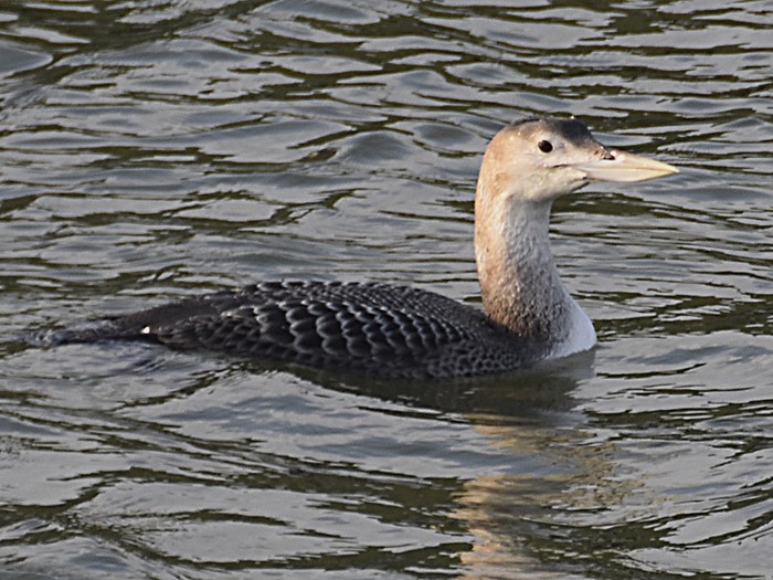 White-billed Diver