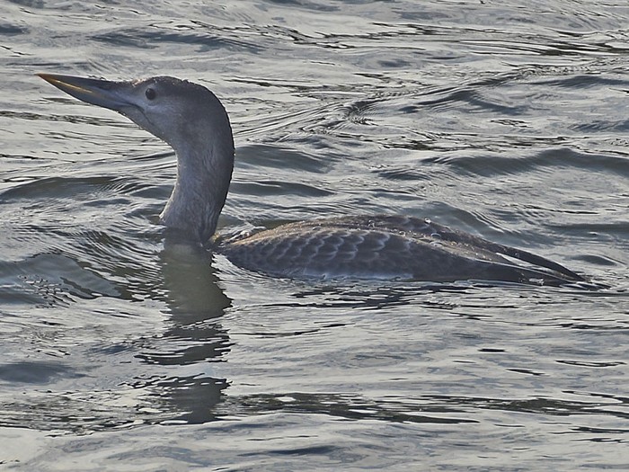 White-billed Diver